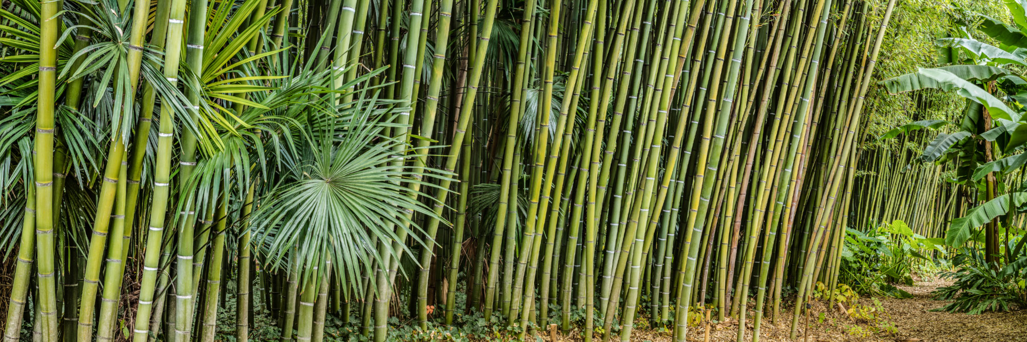 Bambouseraie d'Anduze