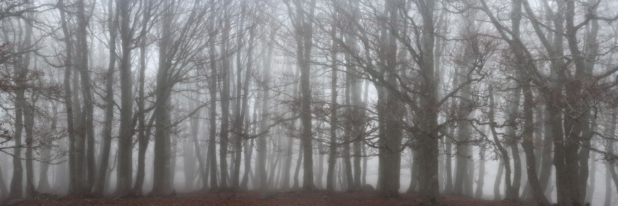 Forêt dans la brume, Aubrac