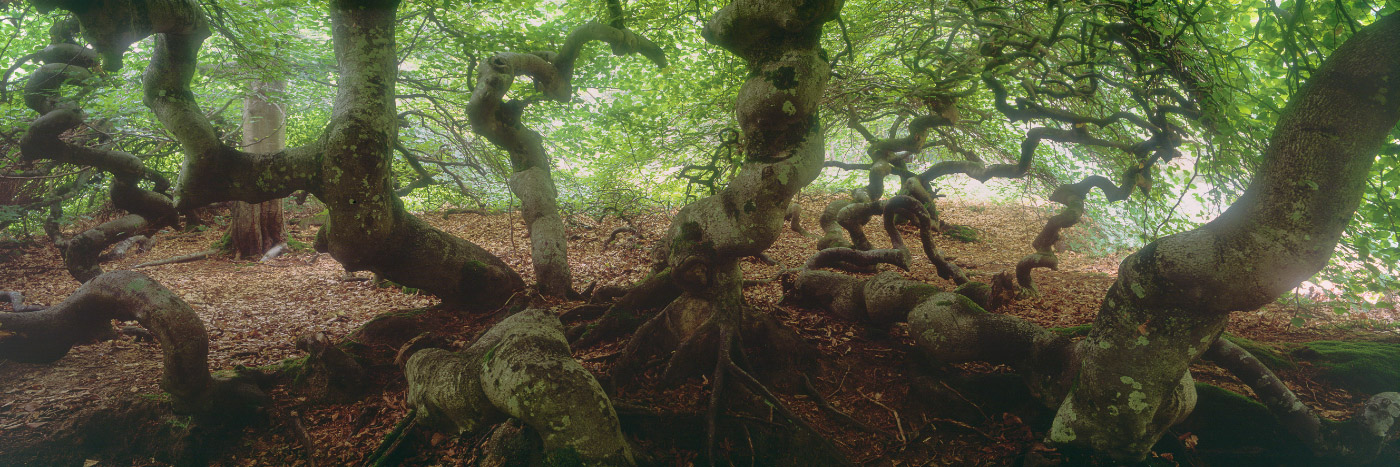 Herve Sentucq - Famille de hêtres dit tortillards de la forêt de Verzy, Montagne de Reims