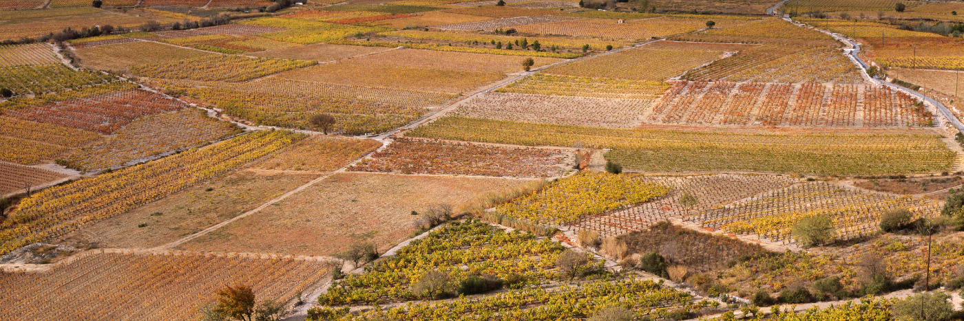 Herve Sentucq - Vignes près du village de Vingrau