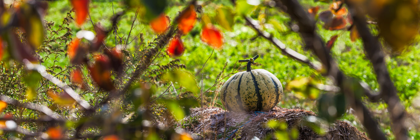 Herve Sentucq - Citrouille sur une botte de paille, automne, Vercors