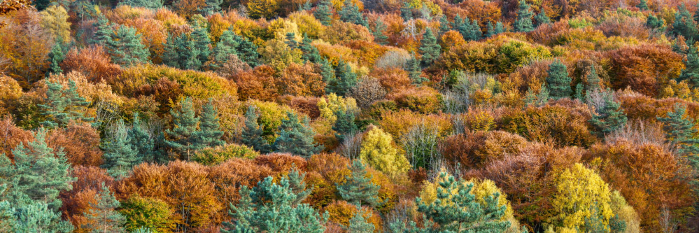 Herve Sentucq - Forêt, Mont de la Madeleine, près de la Chabanne