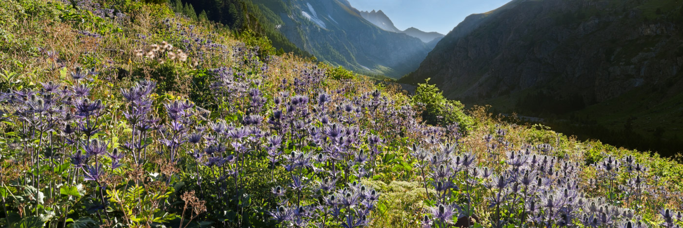 Herve Sentucq - Chardons bleus, vallon du Fournel, Ecrins