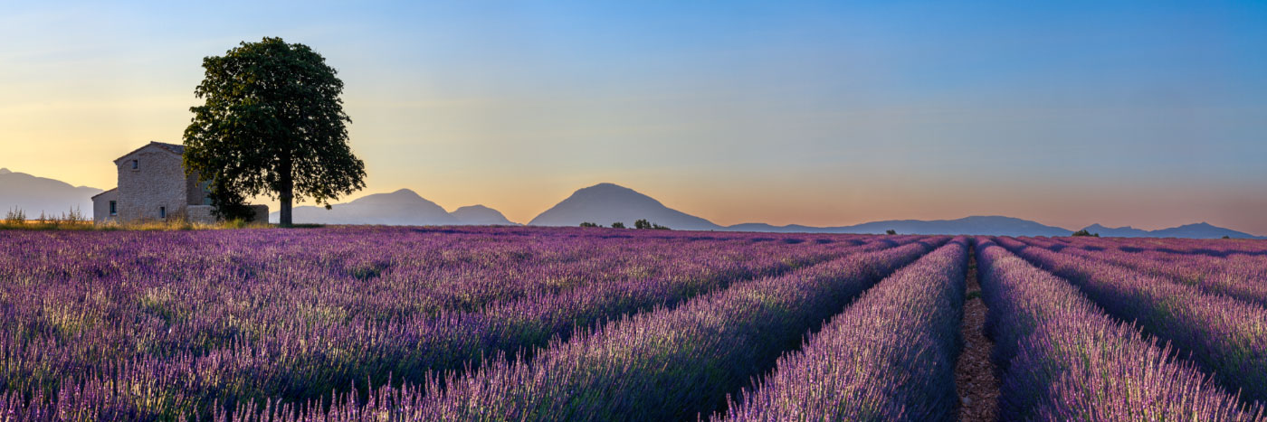 Herve Sentucq - Lavandes, Plateau de Valensole