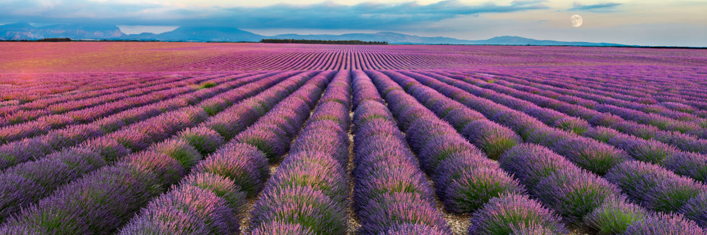 Herve Sentucq - Lavandes, plateau de Valensole