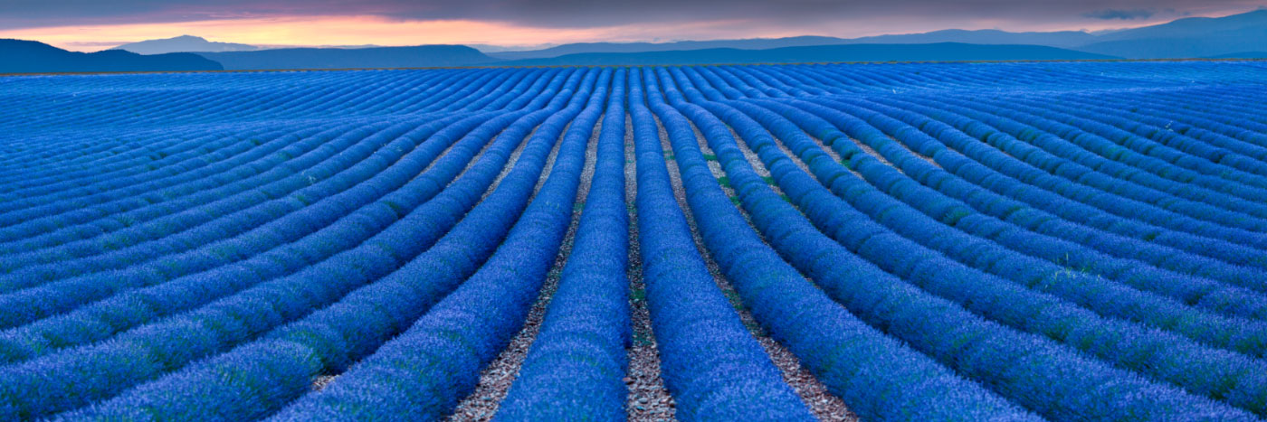 Herve Sentucq - Lavande au crépuscule, au loin le Mont-Ventoux, plateau de Valensole