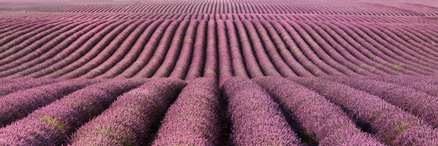 Herve Sentucq - Lavande, plateau de Valensole