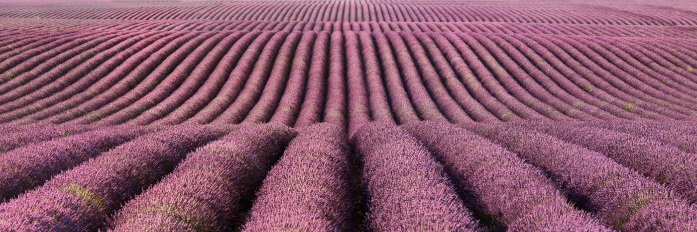 Herve Sentucq - Lavande, plateau de Valensole