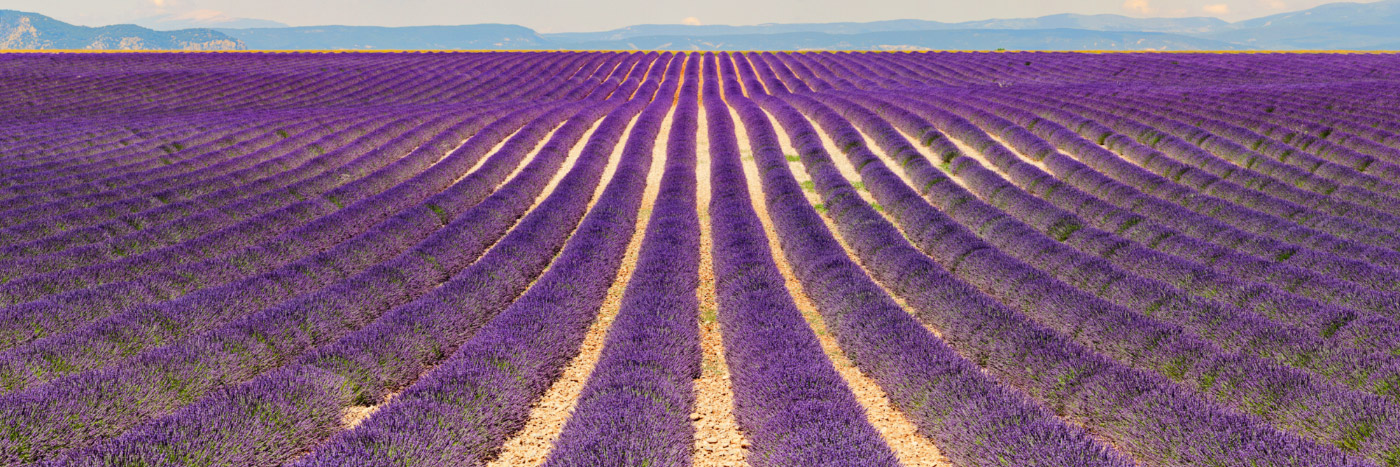 Herve Sentucq - Lavande, plateau de Valensole