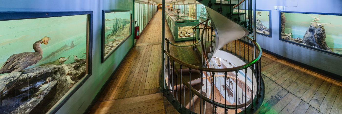 Herve Sentucq - Muséum d'Histoire Naturelle de Rouen