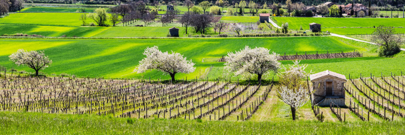 Herve Sentucq - Cerisiers en fleurs, Châtillon-en-Diois