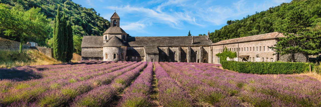 Herve Sentucq - Lavandes devant l'abbaye de Sénanque, Gordes