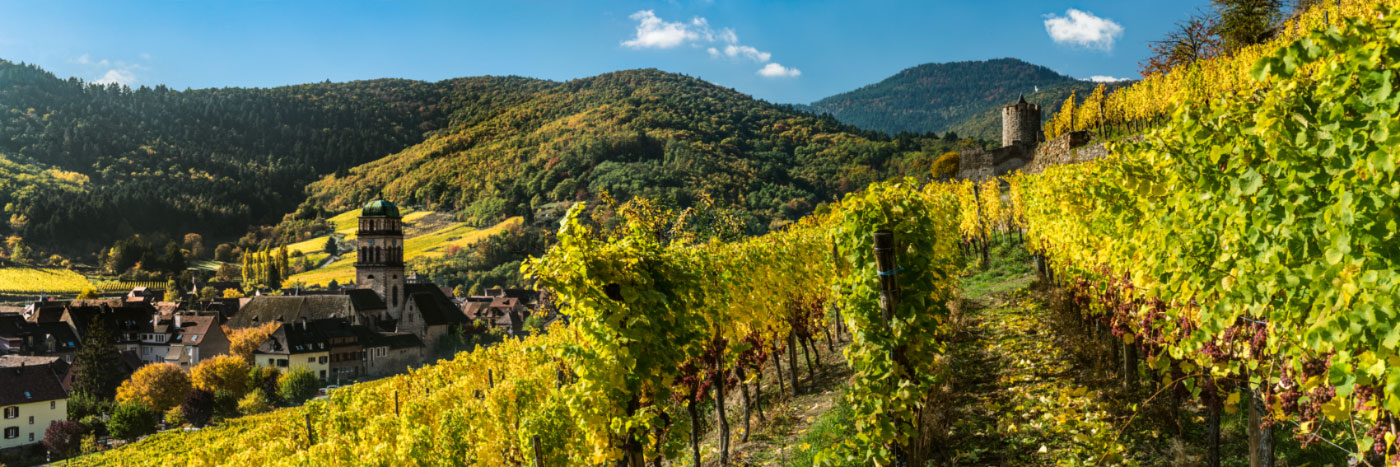 Herve Sentucq - Vignoble de Kaysersberg dominé par son château, Vosges, Alsace