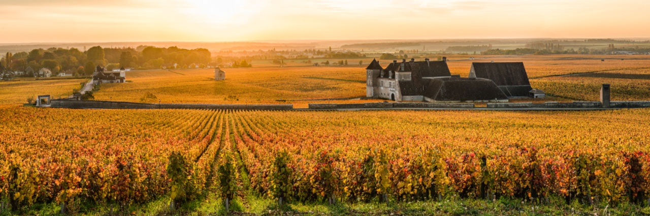 Herve Sentucq - Vignoble du Clos-de-Vougeot