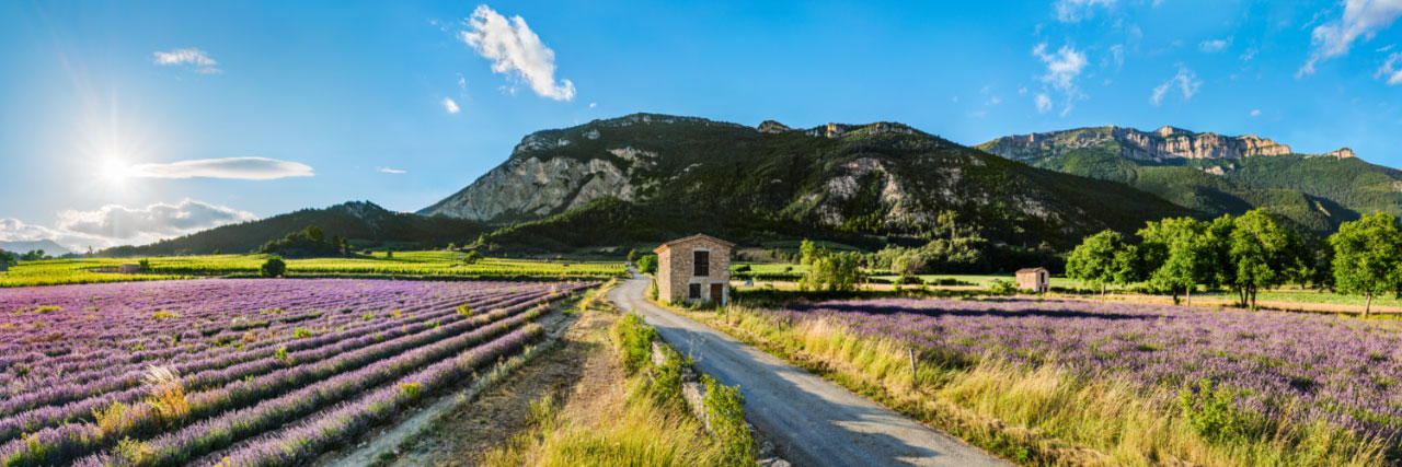 Herve Sentucq - Lavande à Châtillon-en-Diois, au pied du Vercors