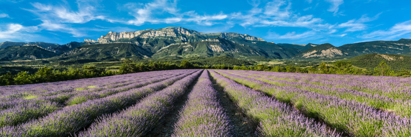 Herve Sentucq - Lavande du Diois face à Glandasse (Vercors)