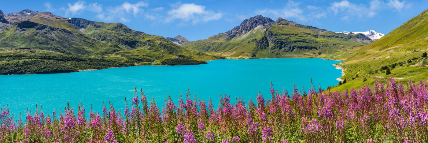 Herve Sentucq - Epilobe en épi devant le lac du Mont-Cenis, Maurienne