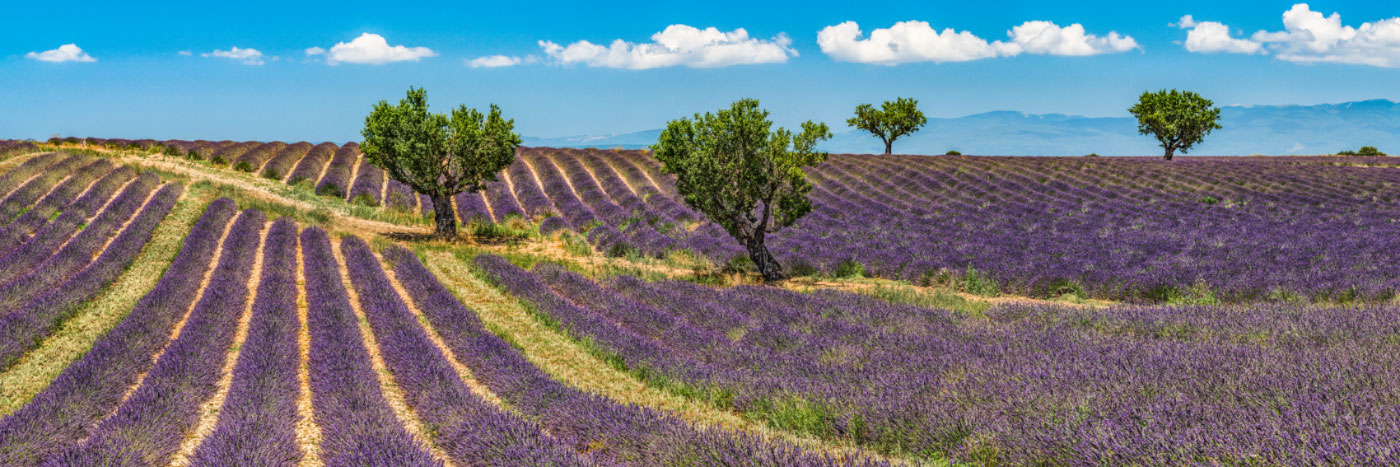 Herve Sentucq - Lavande et amandiers, Valensole, Verdon