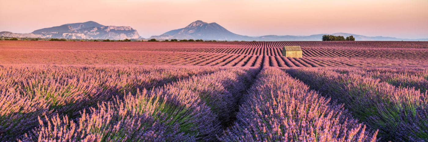 Herve Sentucq - Lavande, cabanon et gorges du Verdon, Valensole