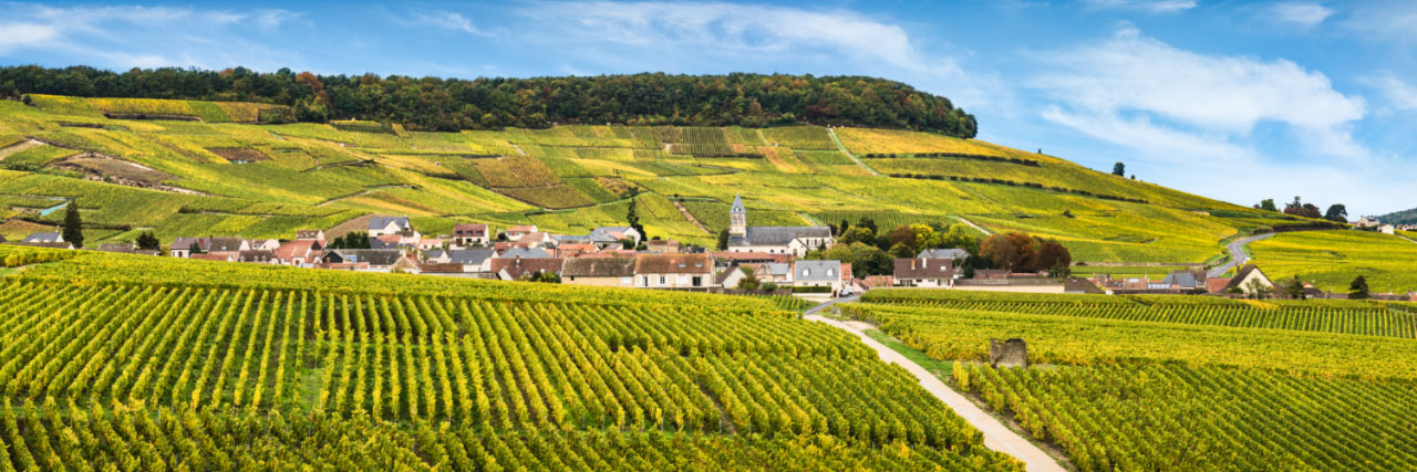 Herve Sentucq - Oger, vignoble d'Epernay