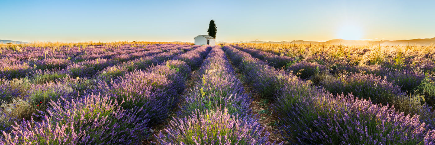 Herve Sentucq - Cabanon et cyprès entourés de lavande, plateau de Valensole