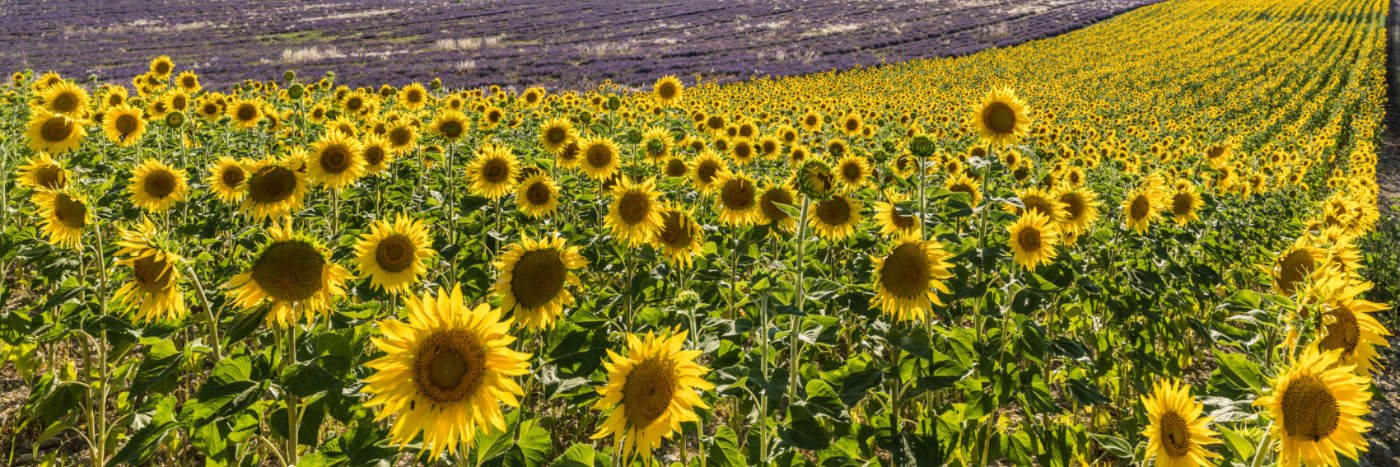 Herve Sentucq - Tournesols et lavande sur le plateau de Valensole