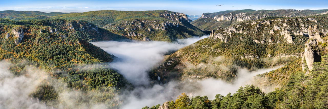 Herve Sentucq - Vautours aux gorges de la Dourbie, corniches du Rajol, Montpellier-le-Vieux, Causse Noir