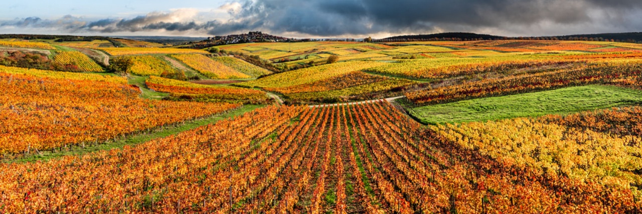 Herve Sentucq - Vignoble de Sancerre