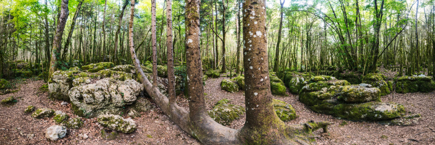 Herve Sentucq - Sapin harpe, labyrinthe vert de Nébias