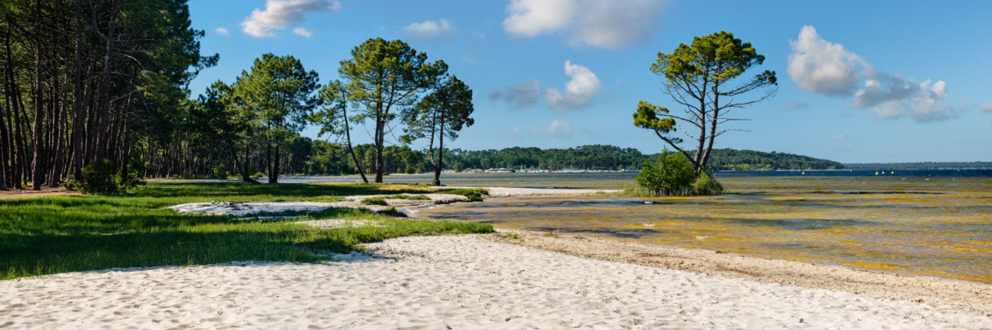 Herve Sentucq - Pins des landes, lac de Biscarosse