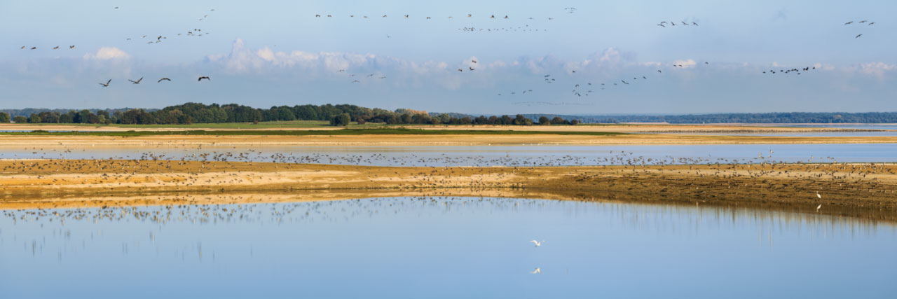 Herve Sentucq - Lac du Der-Chantecoq