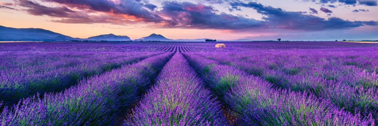 Herve Sentucq - Lavande, cabane et gorges du Verdon, plateau de Valensole