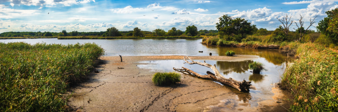 Herve Sentucq - Etang Ricot, Brenne