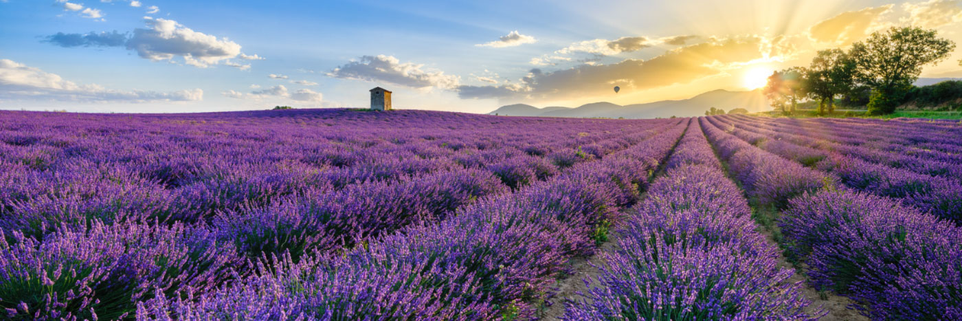 Herve Sentucq - Cabanon entouré de champs de lavande, Puimoisson, plateau de Valensole