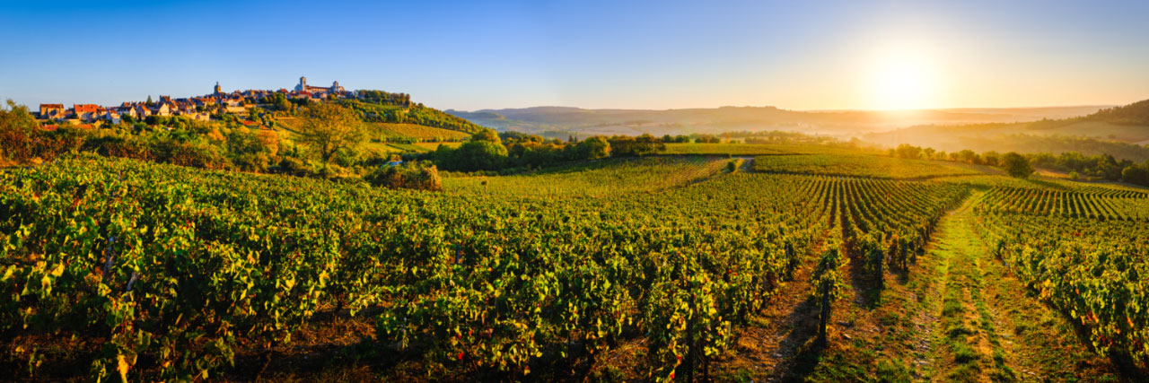 Herve Sentucq - Vignoble de Vézelay