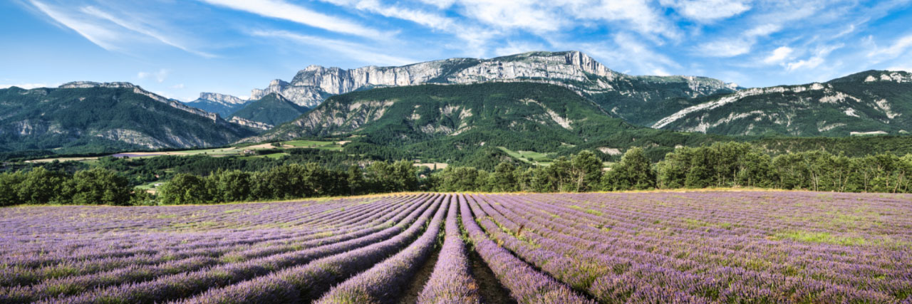 Herve Sentucq - Lavande au-dessus de Pont-de-Quart avec le Vercors en fond, Diois