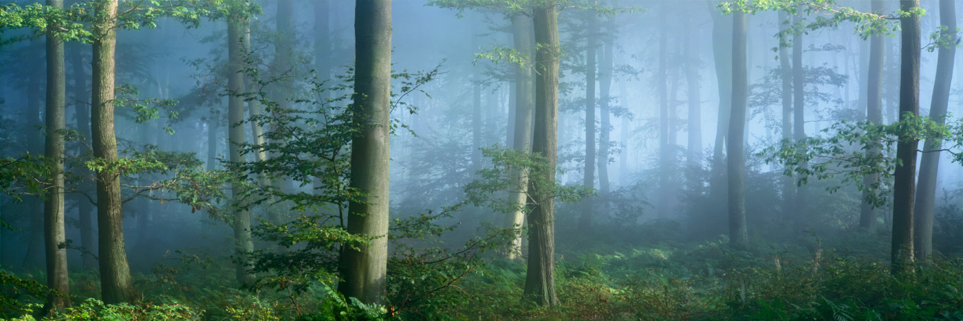 Herve Sentucq - Forêt de Brotonne, Vallée de la Seine