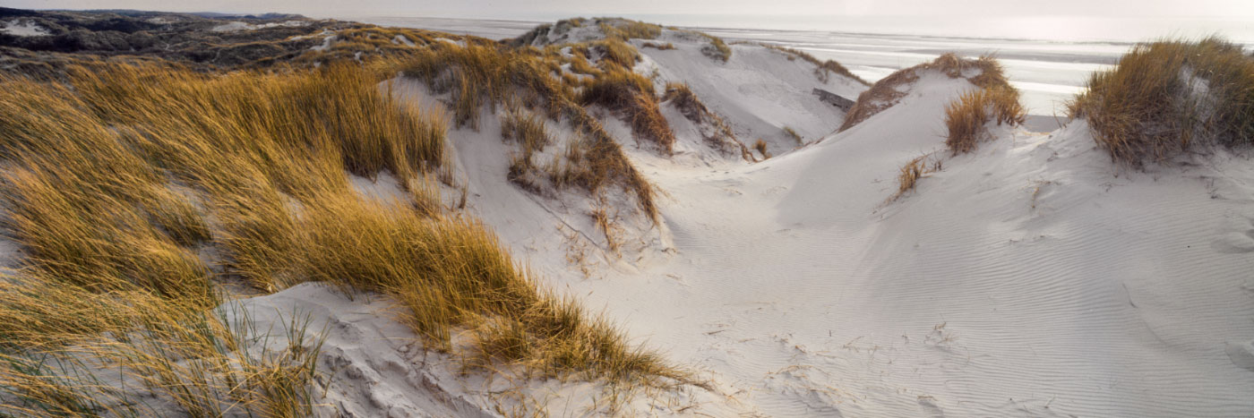 Herve Sentucq - Dunes de Quend, parc du Marquenterre