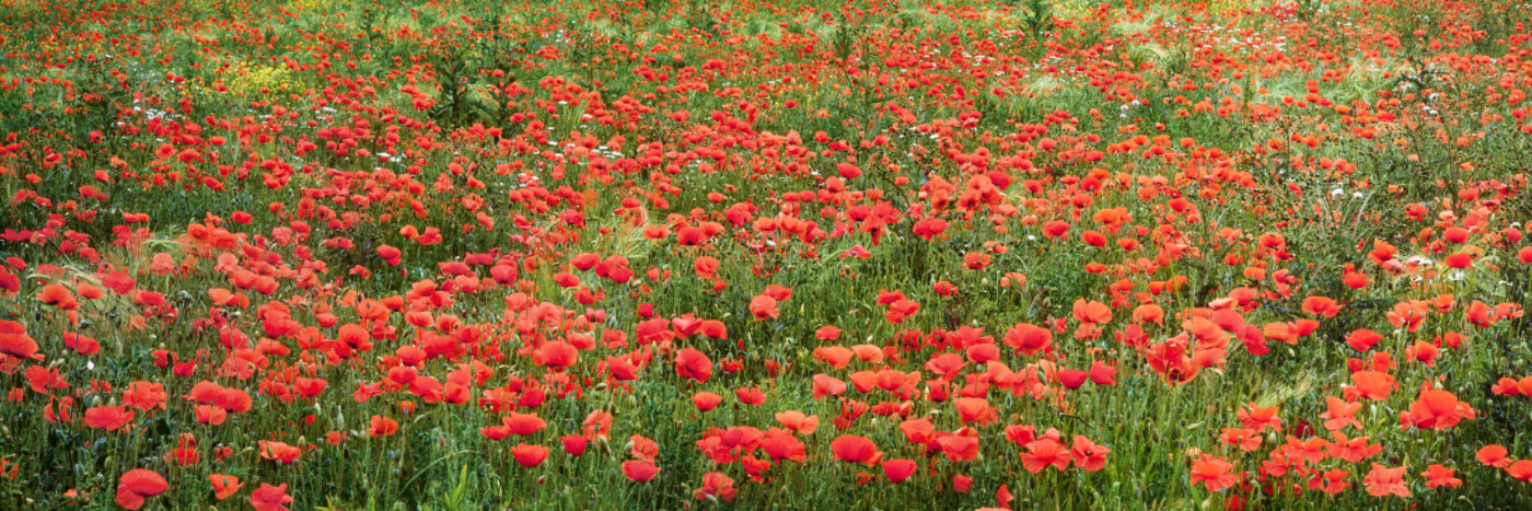 Herve Sentucq - Champ de coquelicots, Allier