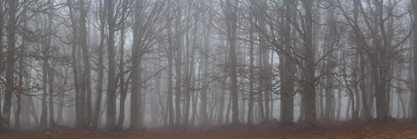Herve Sentucq - Forêt dans la brume, Aubrac
