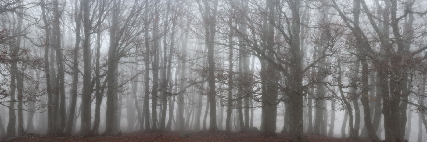 Herve Sentucq - Forêt dans la brume, Aubrac
