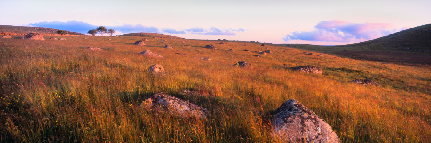 Herve Sentucq - Prairie près de Malbouzon, Aubrac