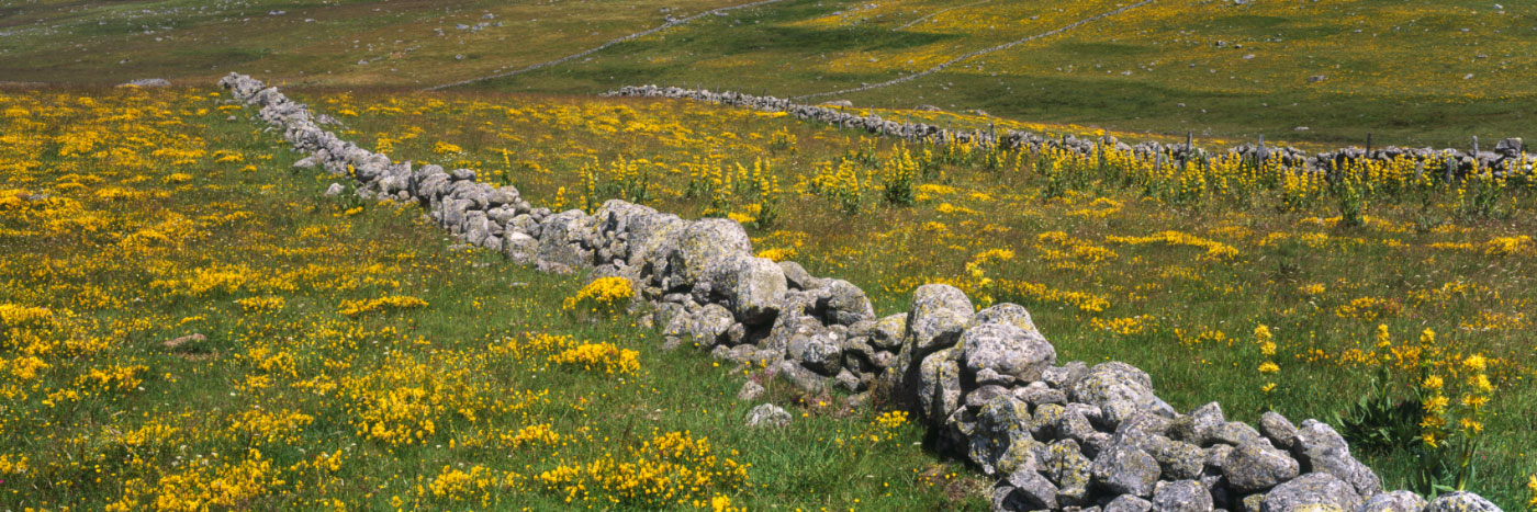 Herve Sentucq - Champs fleuris et murets, Malbouzon, Aubrac