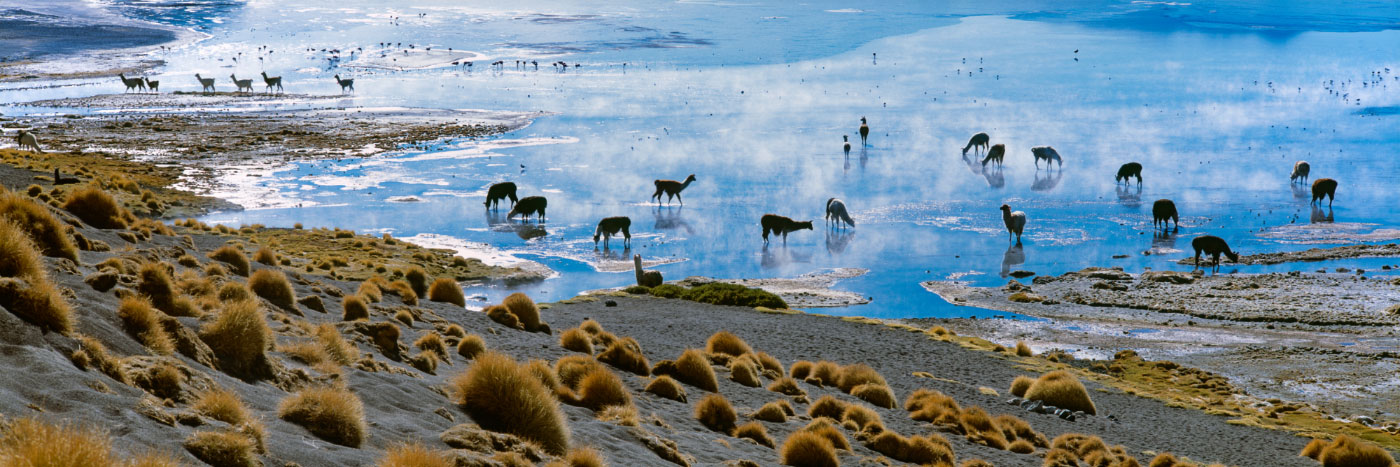 Herve Sentucq - Lamas, Laguna Colorada